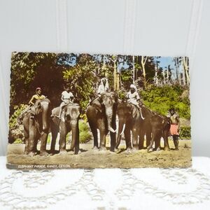 Elephant Parade Kandy Ceylon Postcard 1957 Colombo Postmark